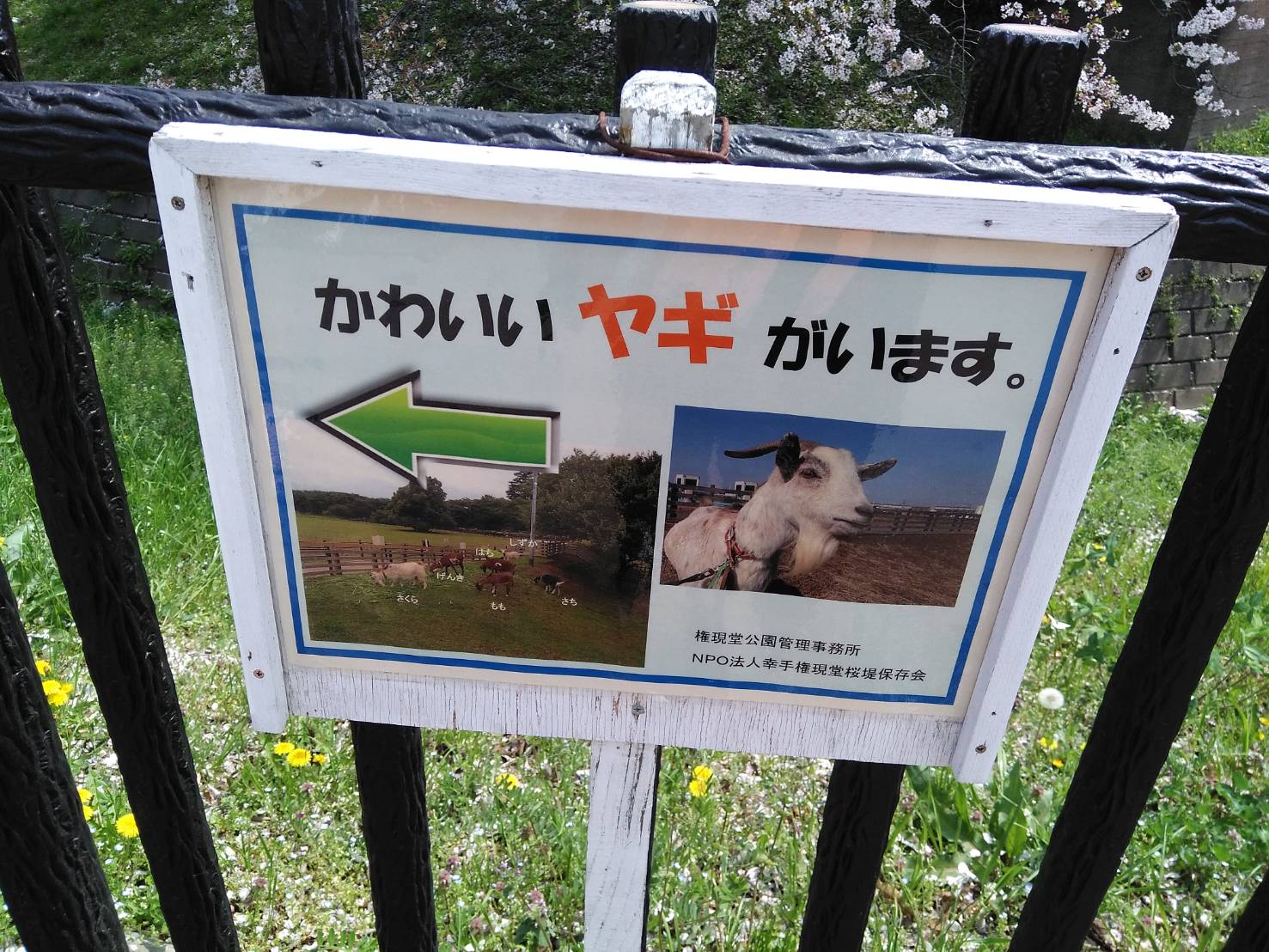 権現堂公園　ヤギ