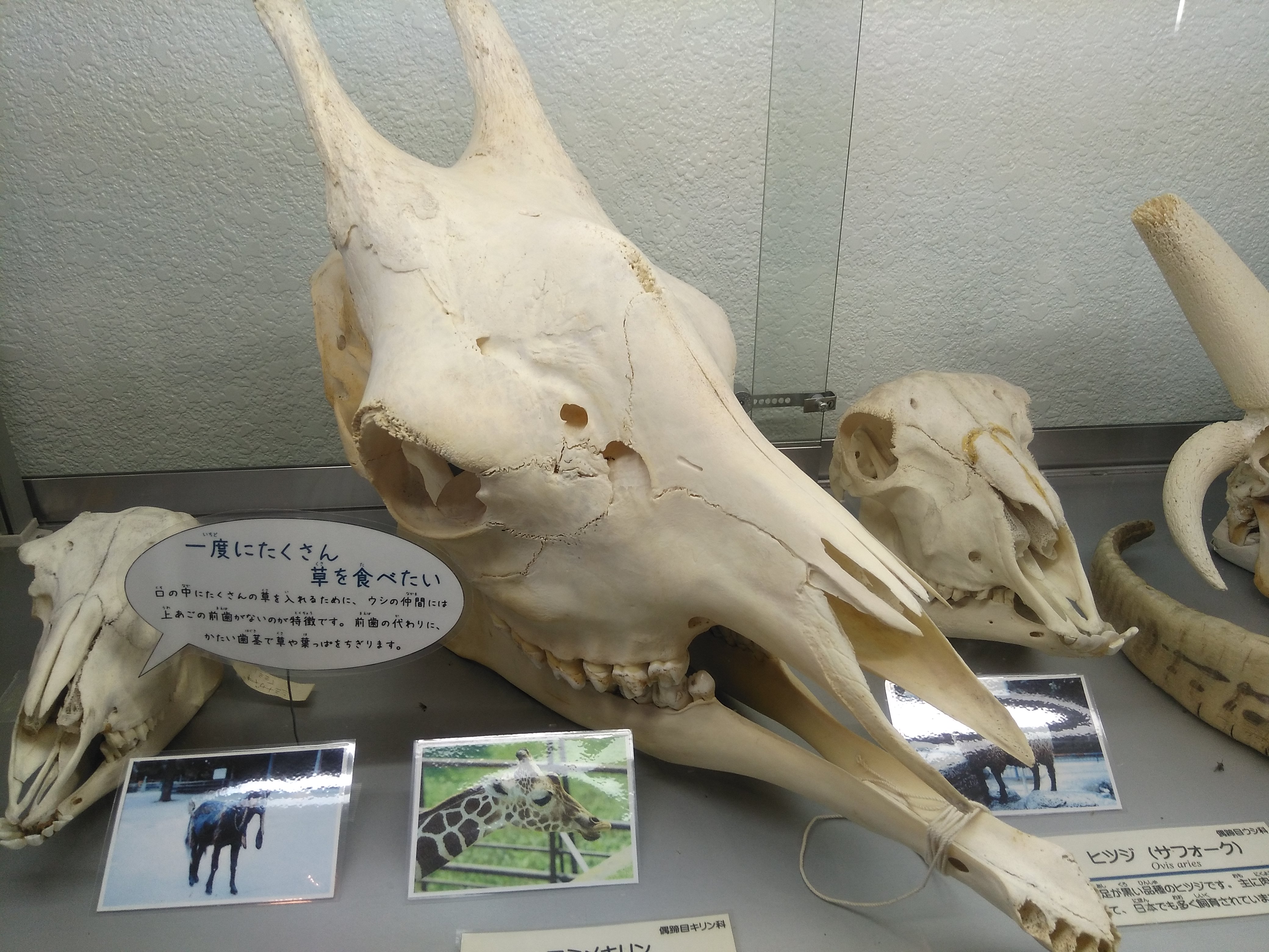 キリン　頭蓋骨