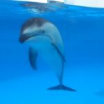 新潟市水族館 マリンピア日本海（新潟県新潟市）