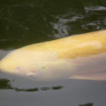 さいたま水族館(埼玉県羽生市)