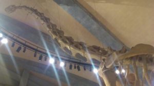 群馬県立自然史博物館（群馬県富岡市）