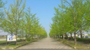 加須はなさき公園　加須はなさき水城公園（埼玉県加須市）