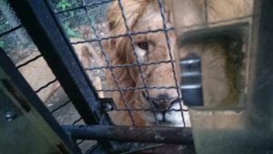 群馬サファリパーク(群馬県富岡市)