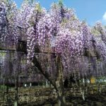 玉敷神社&玉敷公園(埼玉県加須市)