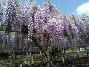 玉敷神社＆玉敷公園（埼玉県加須市）