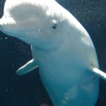 上越市立水族博物館うみがたり(新潟県上越市)