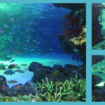 サンシャイン水族館(東京都豊島区)