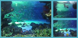 サンシャイン水族館(東京都豊島区)