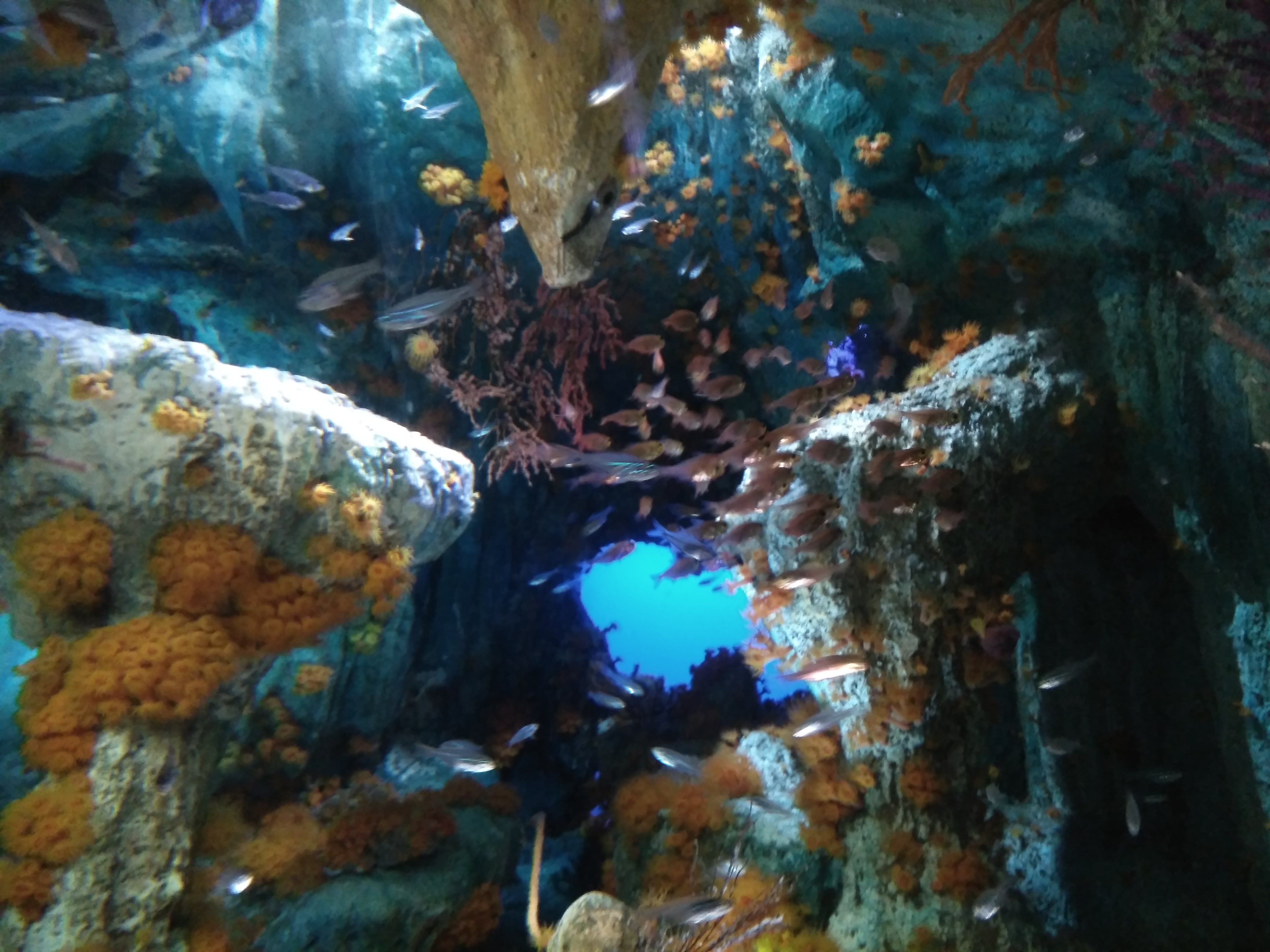サンシャイン水族館　多魚　神秘的な空間　デートスポット