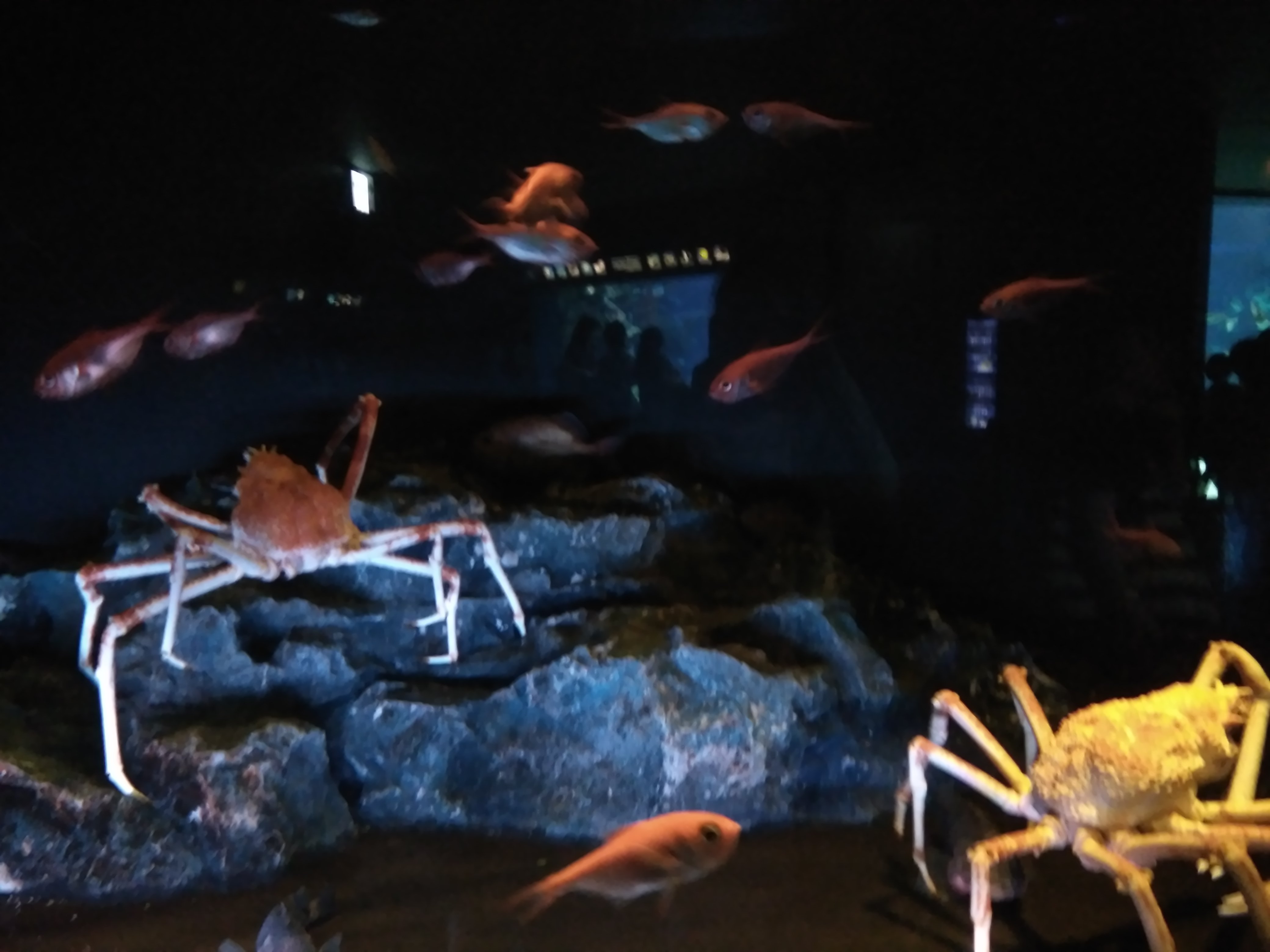 サンシャイン水族館　蟹
