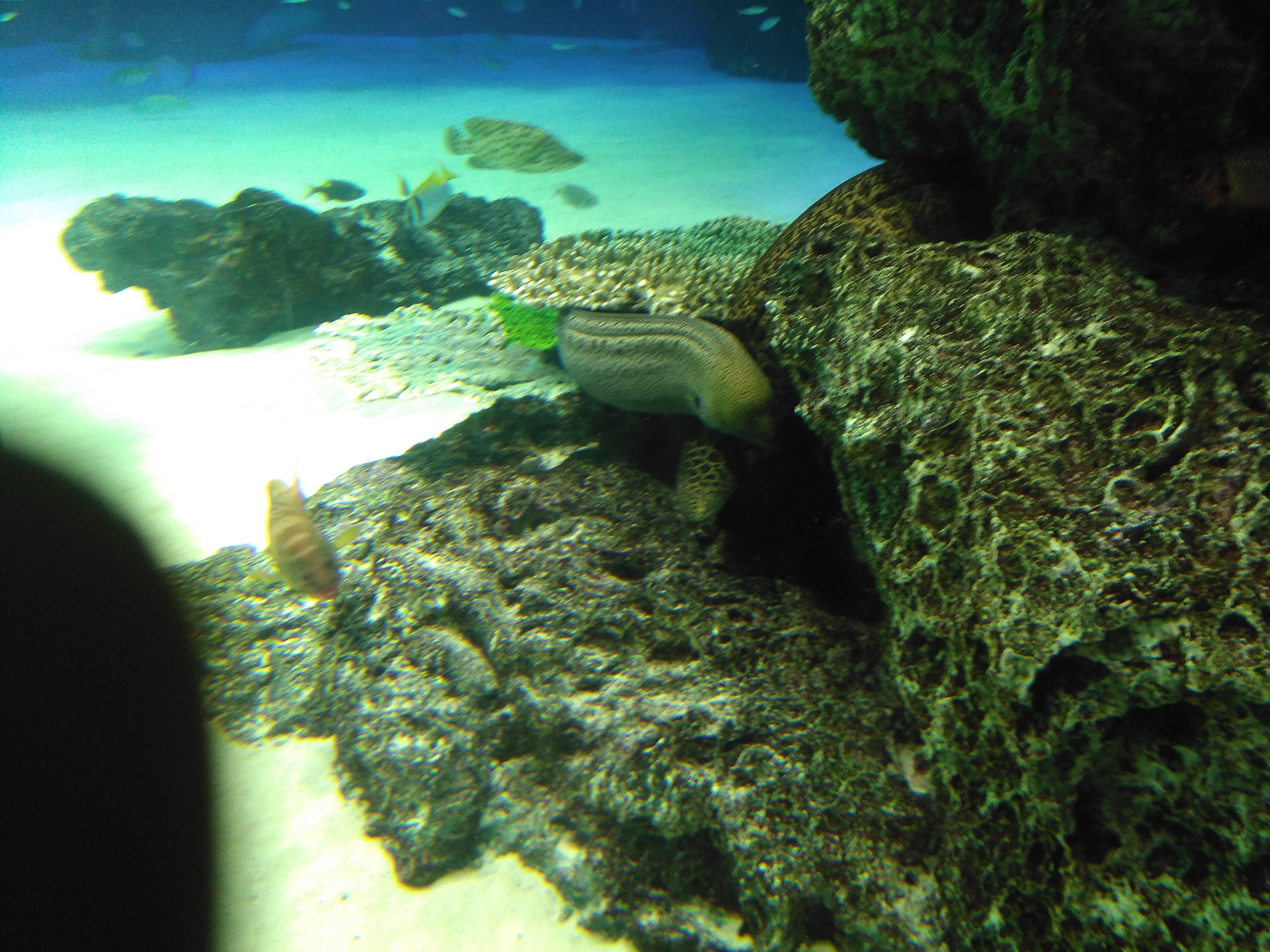サンシャイン水族館　ウツボ　ウミヘビ　海へび