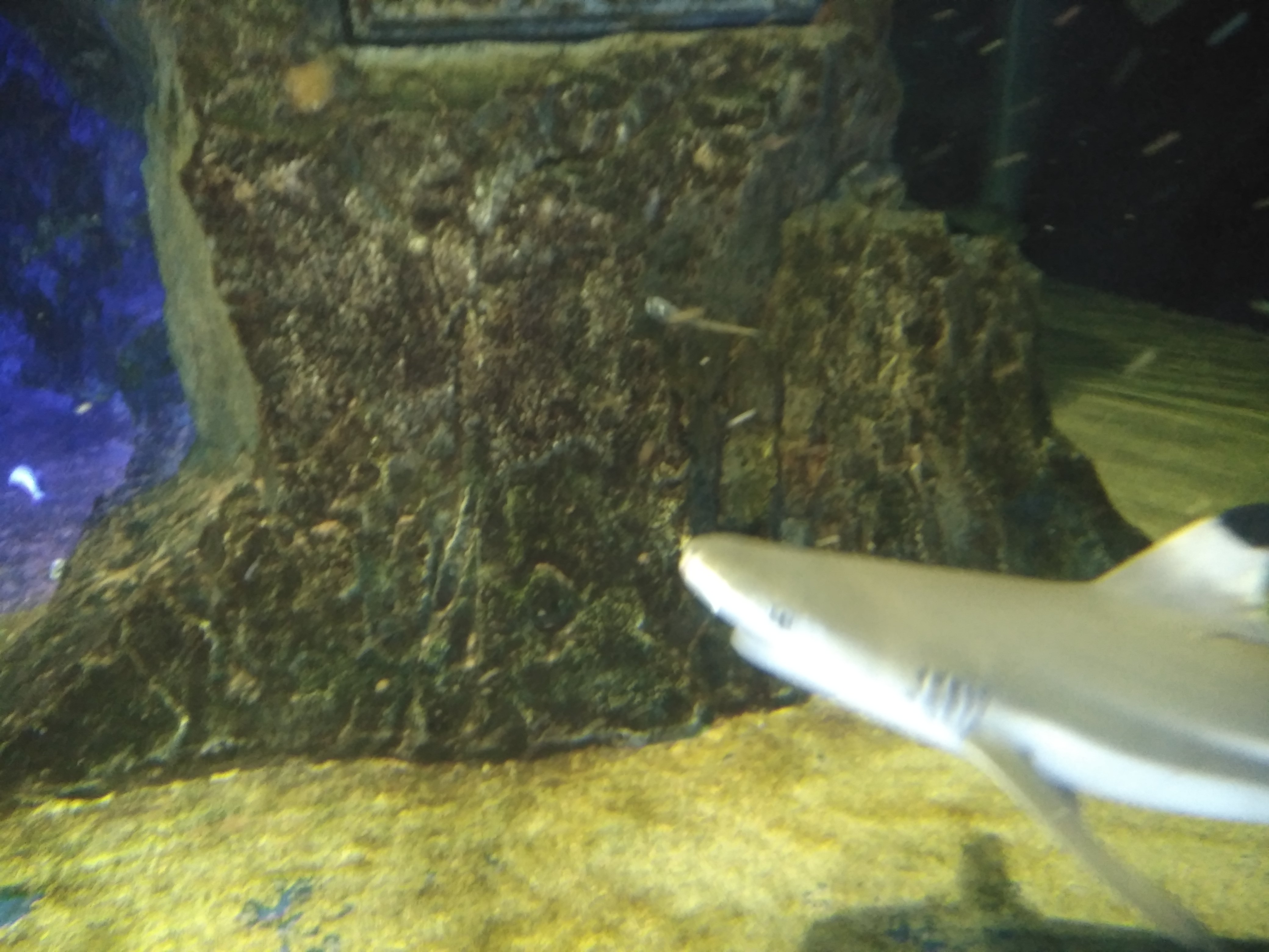 サンシャイン水族館　サメ