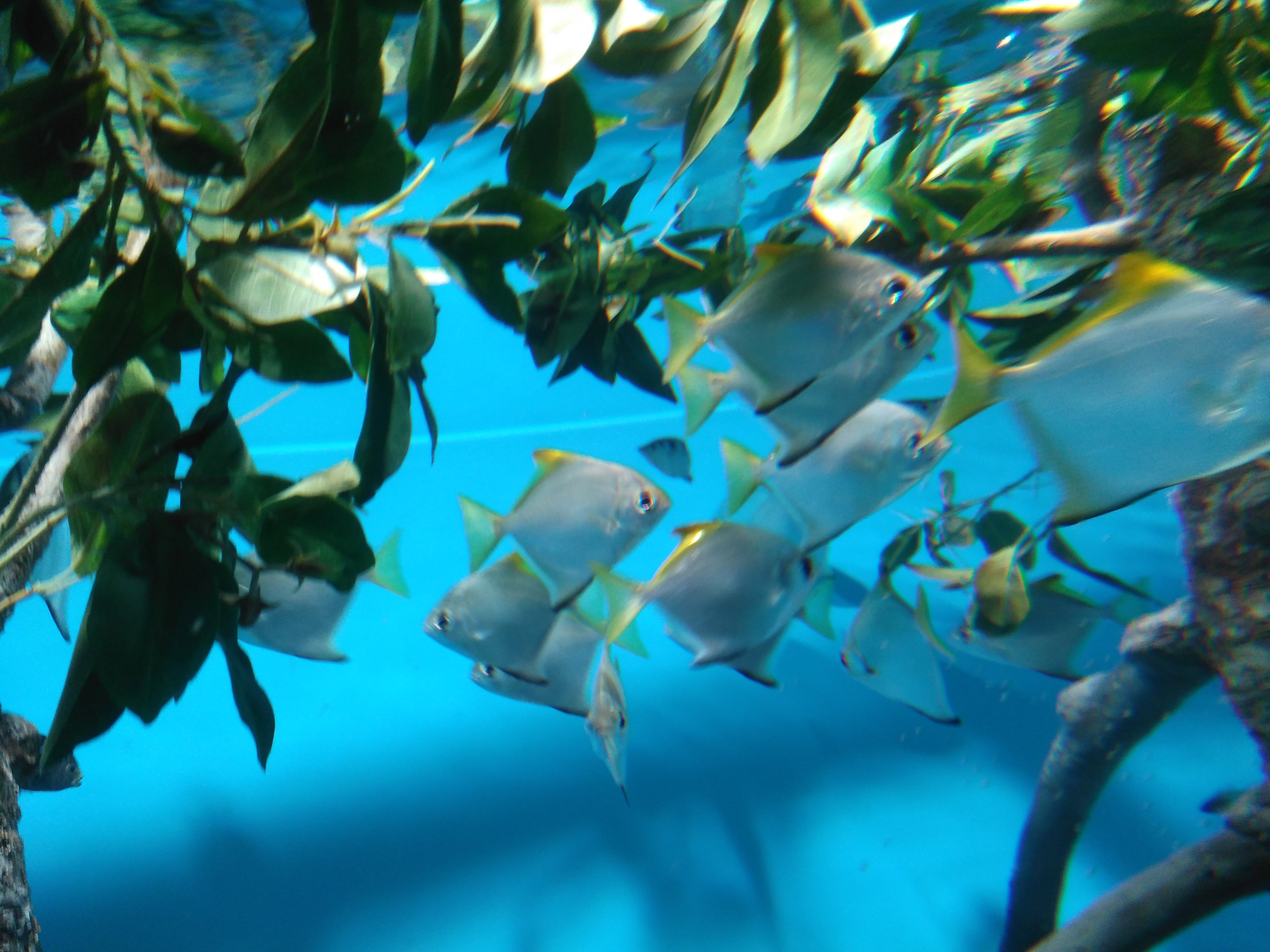 サンシャイン水族館　カワハギ　青い魚